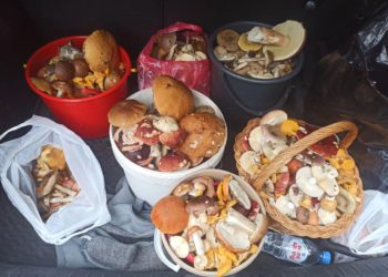 В Сочи белые наступают: грибной сезон в самом разгаре