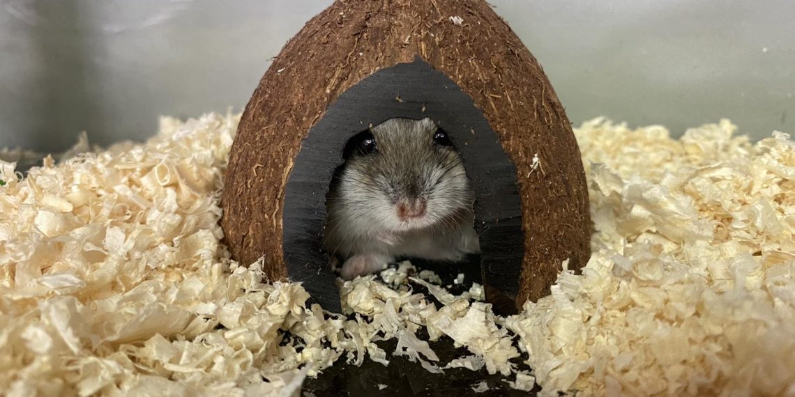 Зараженные бешенством кубанские хомяки в Москве поставили на уши целый район