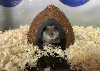 Зараженные бешенством кубанские хомяки в Москве поставили на уши целый район