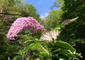 В Сочи по берегам рек разросся кустарник, уничтожающий местную рыбу