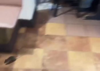 В Сочи мышь носилась по столовой