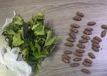 В Новороссийске женщина прятала гипсовые слепки с наркотиками в нижнем белье