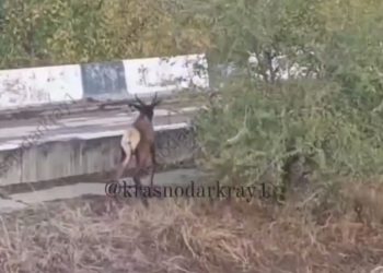 По Краснодару разгуливают олени