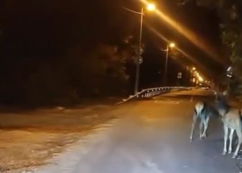 По Краснодару бегают олени