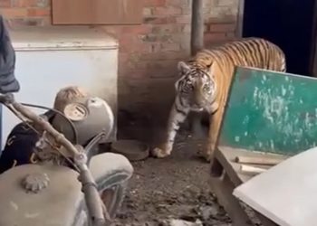 У жителя Кубани отобрали тигрицу, которую он держал во дворе дома