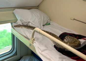 В Сочи на отдых в купе прибыл питон из Санкт-Петербурга