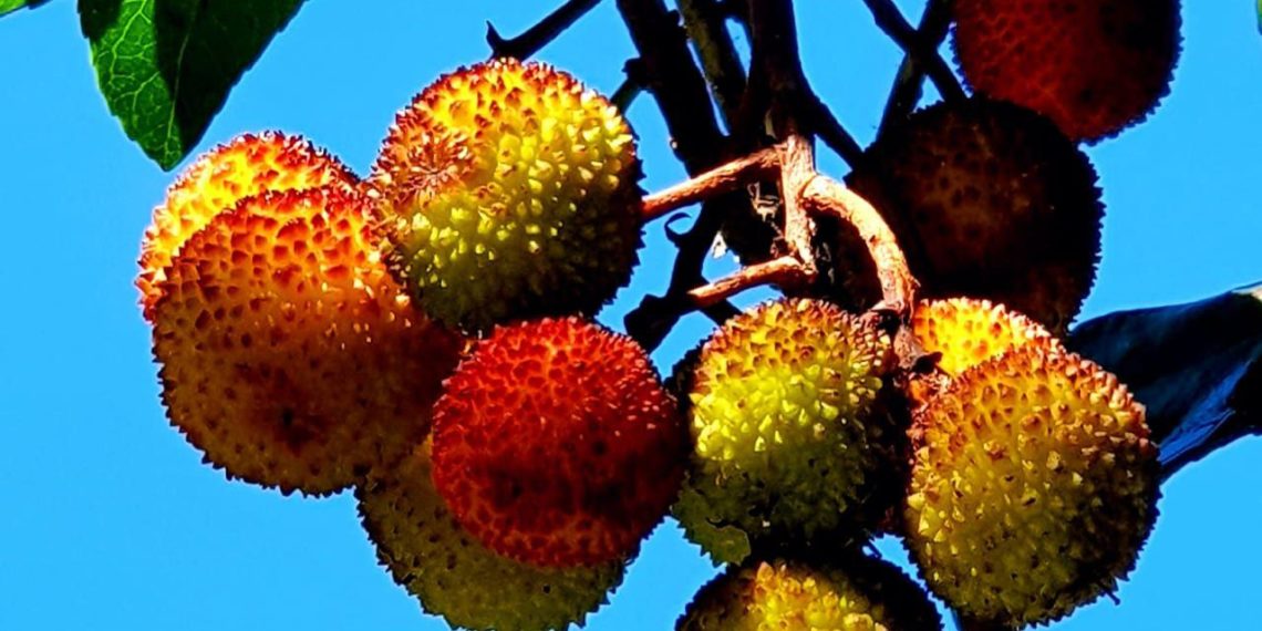 В Сочи земляничное дерево, успокаивающее посетителей, принесло свои плоды