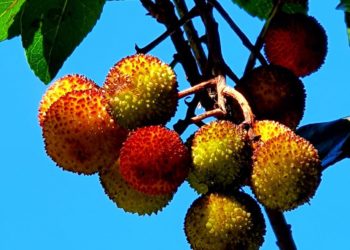 В Сочи земляничное дерево, успокаивающее посетителей, принесло свои плоды