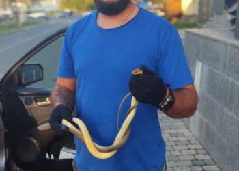 Змея-собака охраняла магазин от покупателей в Новороссийске