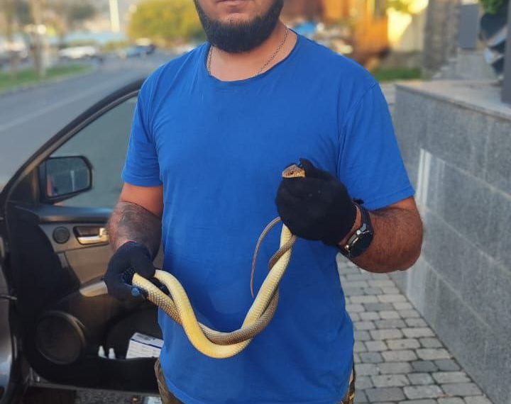 Змея-собака охраняла магазин от покупателей в Новороссийске