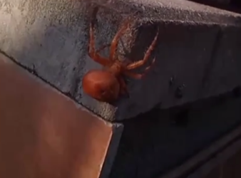 Необычный паук с кошачьей мордой переполошил жителей в Сочи