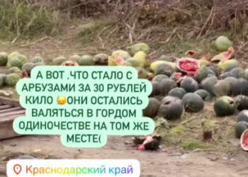 Арбузы, которые все лето кубанские фермеры продавали вдоль трасс, лежат и гниют