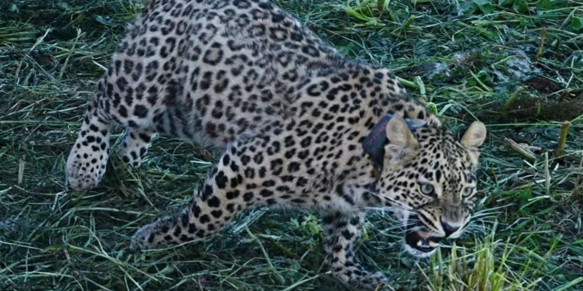 Сочинец нашел в горах ошейник самки леопарда Ачипсе