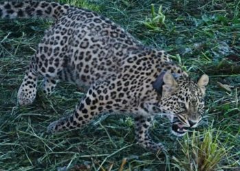 Сочинец нашел в горах ошейник самки леопарда Ачипсе