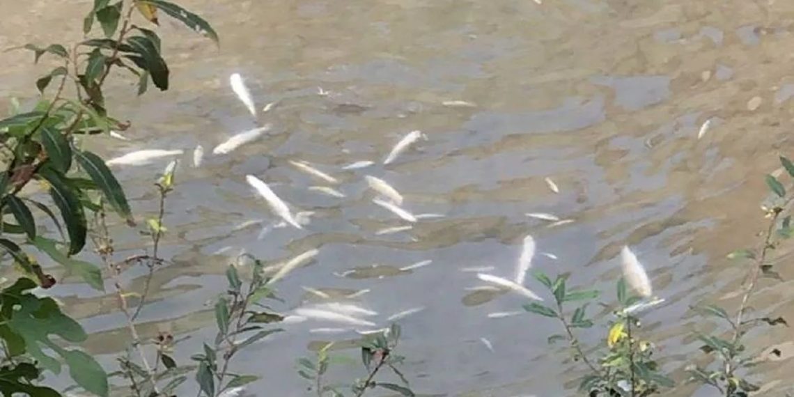 В Сочи зафиксировали массовую гибель рыбы в реке Восточный Дагомыс