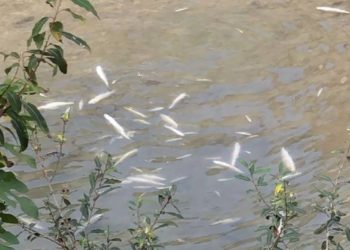 В Сочи зафиксировали массовую гибель рыбы в реке Восточный Дагомыс