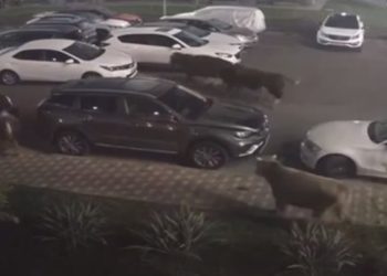 Стадо коров неожиданно появилось в ЖК «Министерские озера» в Сочи