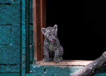 Котенка трехлапого леопарда Олимпии из Сочи назвали в честь горы Казбек