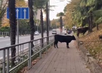 По Курортному проспекту в Сочи гуляли два быка