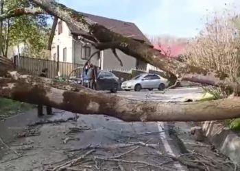 В Сочи из-за ветра упало дерево и перегородило дорогу