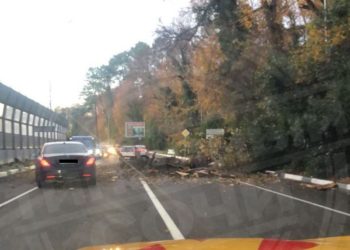 В Сочи упавшее на Курортном проспекте дерево перегородило дорогу 