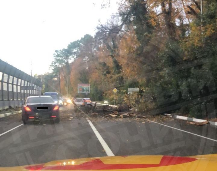 В Сочи упавшее на Курортном проспекте дерево перегородило дорогу