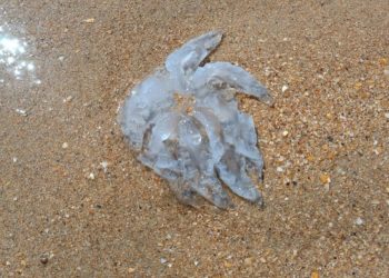 Одуреет ли погода в субботу 30 ноября на Кубани, рассказали метеорологи