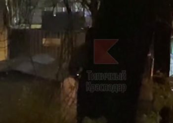 На дереве в Краснодаре заметили енота