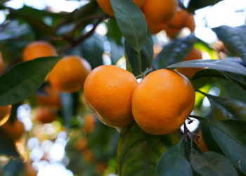 Прошунин: в Сочи инвесторов будут привлекать к субтропическому земледелию