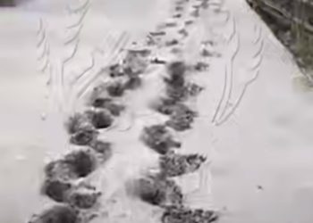 На кладбище на Кубани передвигавшийся на четвереньках мужчина испортил дорожку