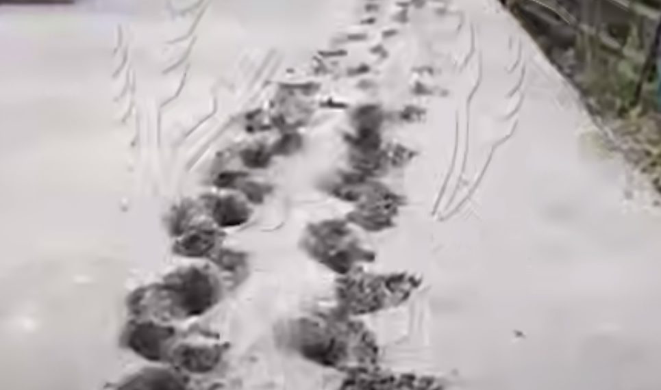 На кладбище на Кубани передвигавшийся на четвереньках мужчина испортил дорожку