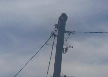 В Новороссийске сняли со столба впавшего в ступор кота-енота