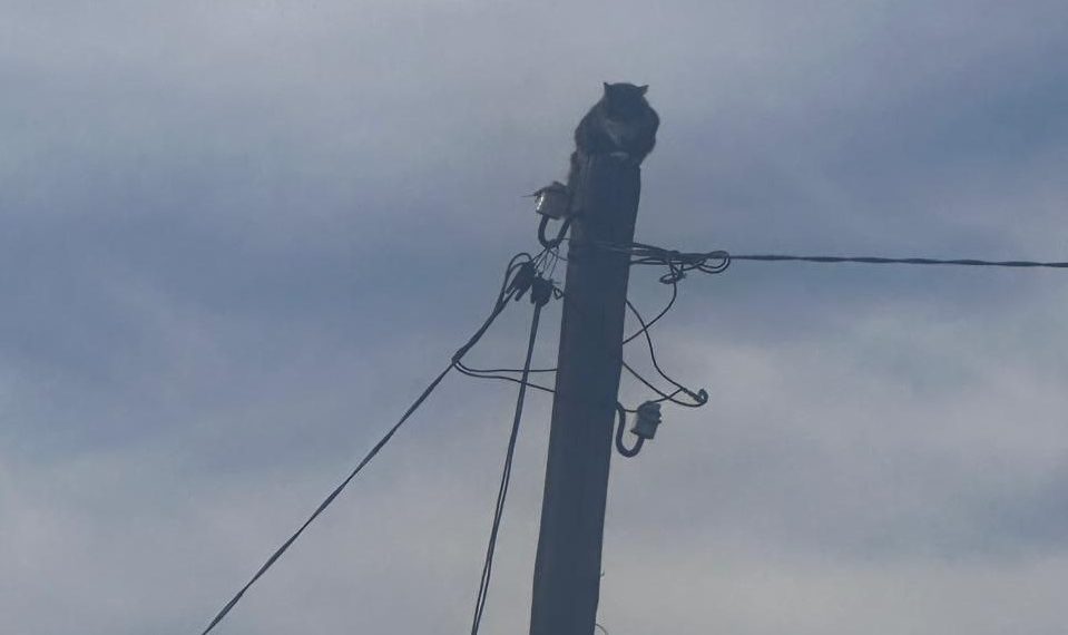 В Новороссийске сняли со столба впавшего в ступор кота-енота