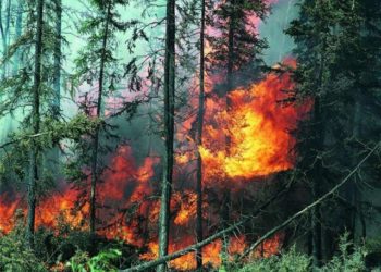 Пожар распространился на 36 га леса в Новопокровском районе Кубани