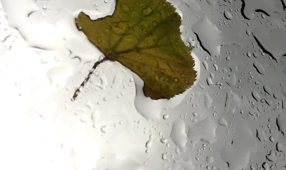 Синоптики назвали самые дождливые дни на грядущей неделе в Краснодарском крае