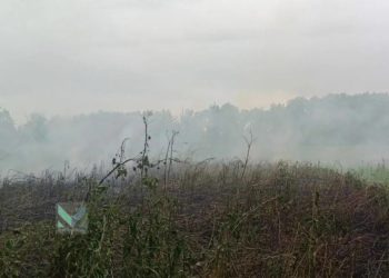 В Краснодаре всю неделю с 22 по 29 ноября ожидают смог и запах гари