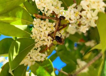 Дерево с ароматом абрикоса зацвело в парке Галицкого в Краснодаре