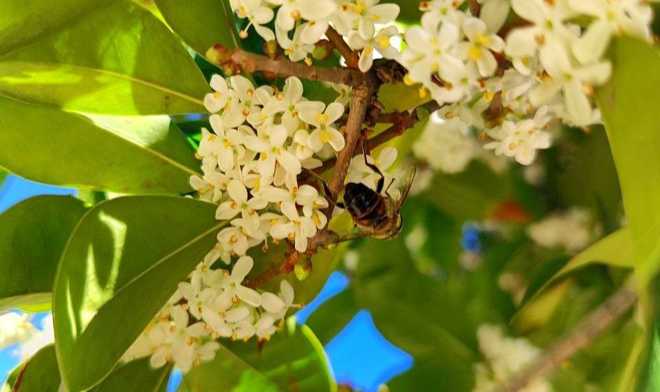 Дерево с ароматом абрикоса зацвело в парке Галицкого в Краснодаре