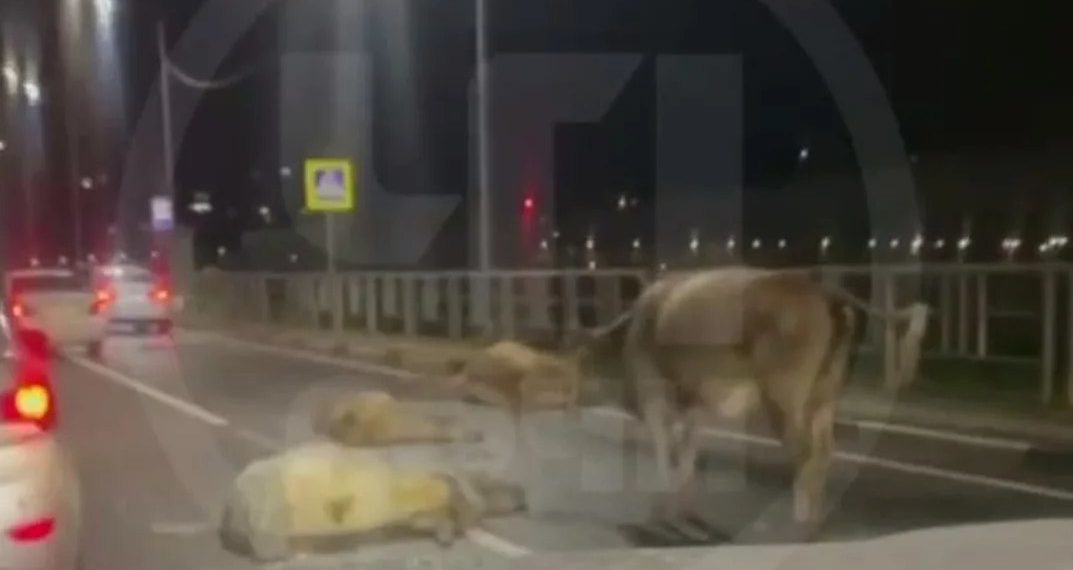 В Молдовке водитель автомобиля «Мицубиси» сбил три коровы