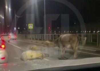 В Молдовке водитель автомобиля «Мицубиси» сбил три коровы