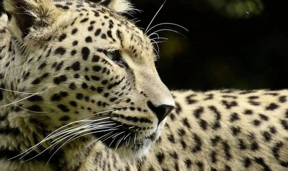 Самка леопарда Рица вылечила зуб перед выпуском в дикую природу