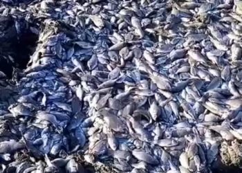 Жители Кубани сообщили о массовой гибели рыбы в Кущевском районе