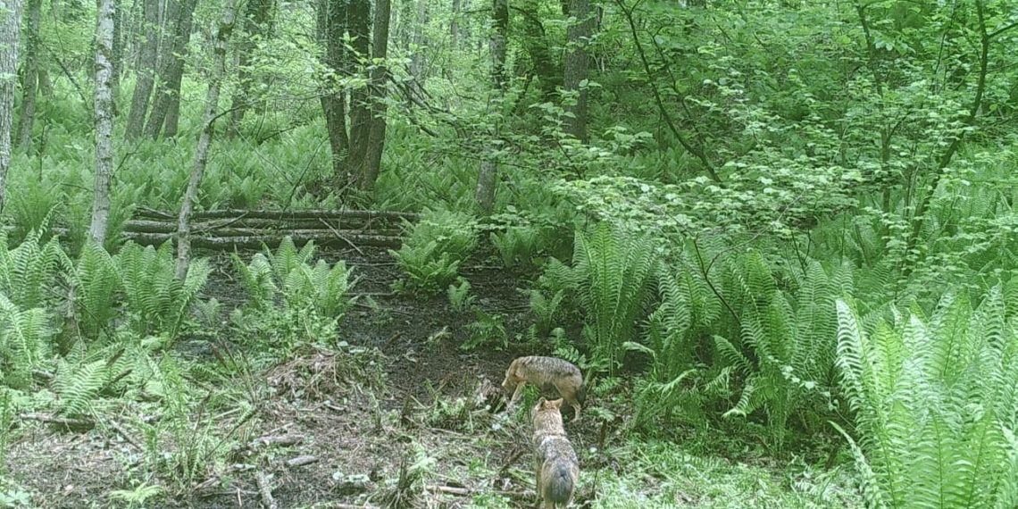 В Сочи активизировались шакалы
