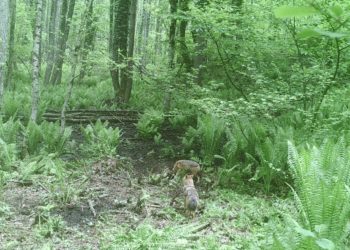 В Сочи активизировались шакалы