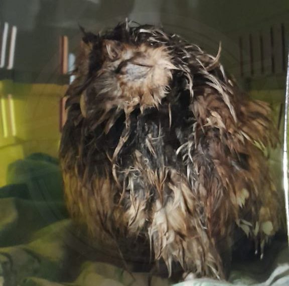 В Сочи спасают еле живого совёнка