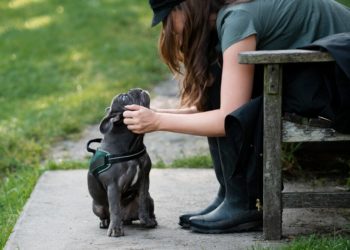 Жительница Краснодара рассказала, как в городе воруют собак