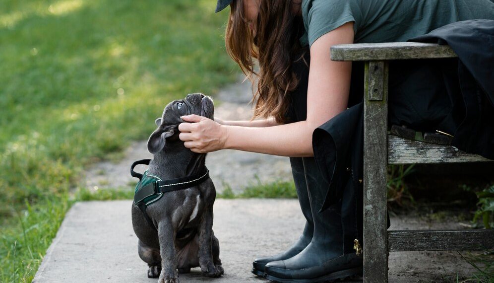 Жительница Краснодара рассказала, как в городе воруют собак