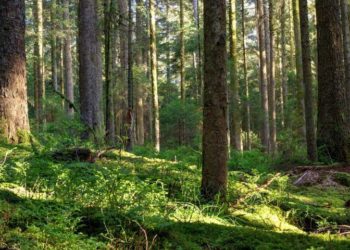 На Кубани приставы изъяли ребенка, который жил в палатке в горах