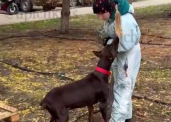 В Краснодаре брошенного хозяйкой добермана забрали кинологи-волонтеры