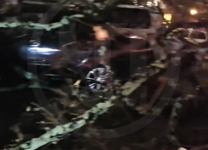 В Сочи упавшее во дворе дома дерево повредило около 8 автомобилей